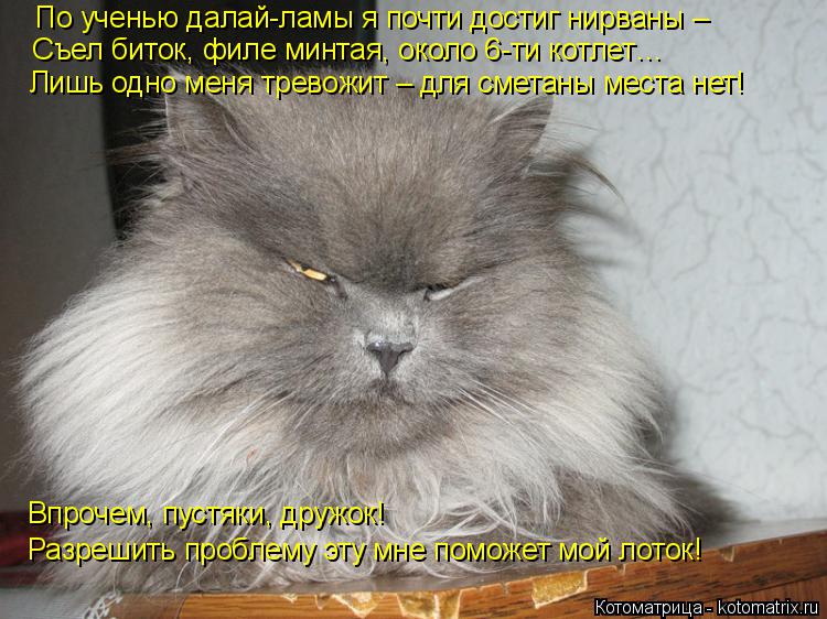 Котоматрица: По ученью далай-ламы я почти достиг нирваны – Съел биток, филе минтая, около 6-ти котлет… Лишь одно меня тревожит – для сметаны места нет! Вп