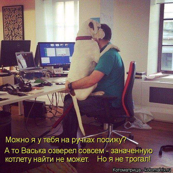 Котоматрица: Можно я у тебя на ручках посижу? А то Васька озверел совсем - заначенную котлету найти не может. Но я не трогал!