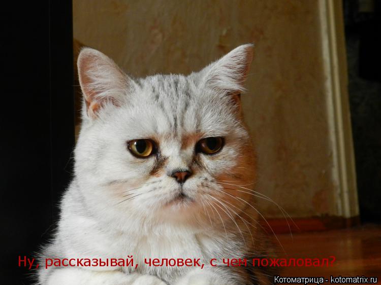 Котоматрица: Ну, рассказывай, человек, с чем пожаловал?