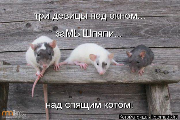 Котоматрица: три девицы под окном... заМЫШляли... над спящим котом!