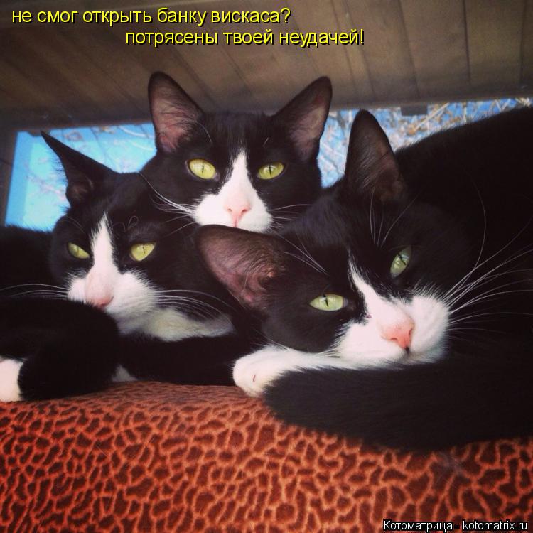 Котоматрица: не смог открыть банку вискаса? потрясены твоей неудачей!