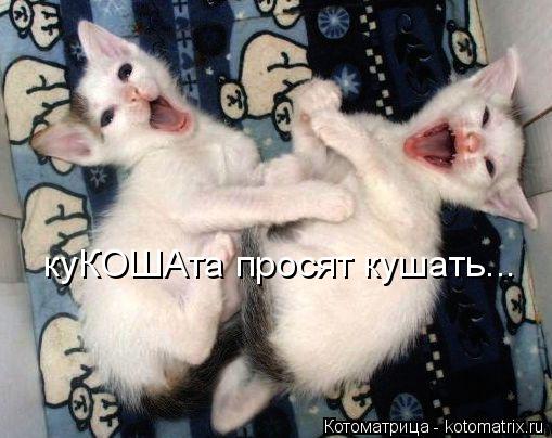 Котоматрица: куКОШАта просят кушать...