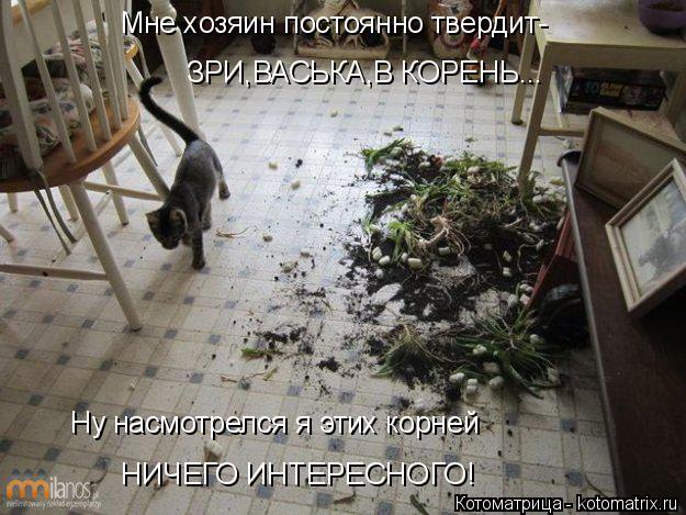 Мне хозяин постоянно твердит- ЗРИ,ВАСЬКА,В КОРЕНЬ... Ну насмотрелся я этих корней НИЧЕГО ИНТЕРЕСНОГО!... Котоматрица: Мне хозяин постоянно твердит- ЗРИ,ВАСЬКА,В КОРЕНЬ... Ну насмотрелся я этих корней НИЧЕГО ИНТЕРЕСНОГО!