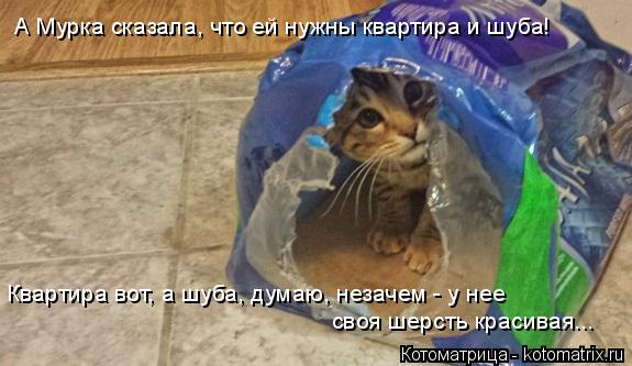 Котоматрица: А Мурка сказала, что ей нужны квартира и шуба! Квартира вот, а шуба, думаю, незачем - у нее  своя шерсть красивая...