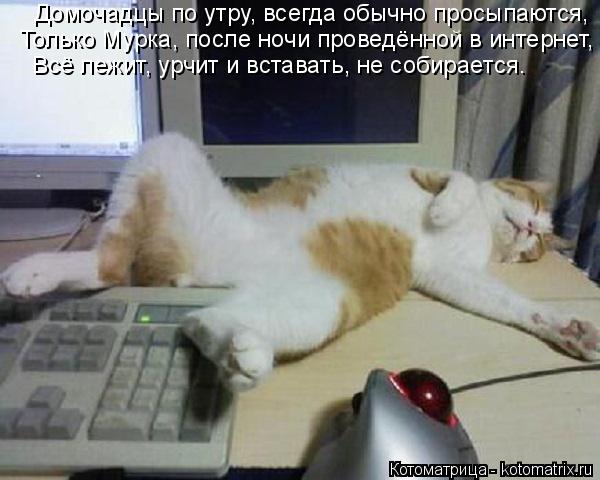 Котоматрица: Домочадцы по утру, всегда обычно просыпаются, Только Мурка, после ночи проведённой в интернет, Всё лежит, урчит и вставать, не собирается.