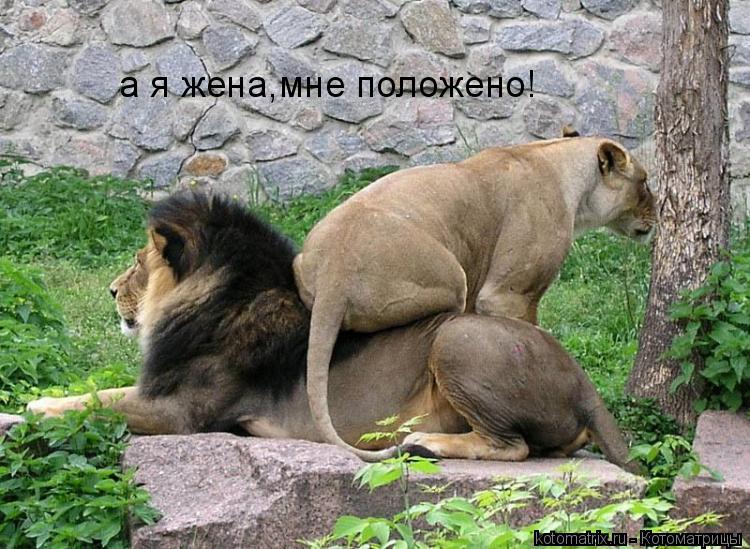 Котоматрица: а я жена,мне положено!