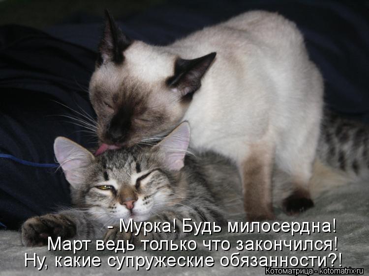 Котоматрица: Ну, какие супружеские обязанности?! Март ведь только что закончился! - Мурка! Будь милосердна!
