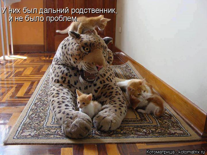 Котоматрица: У них был дальний родственник, и не было проблем.