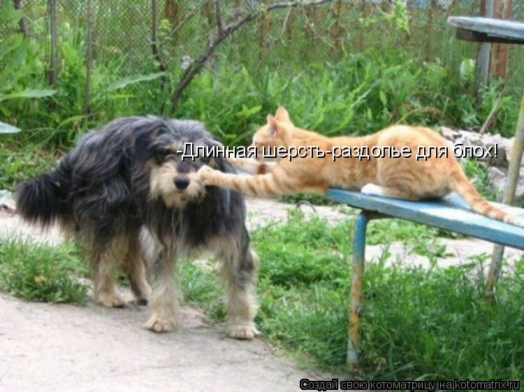Котоматрица: -Длинная шерсть-раздолье для блох!