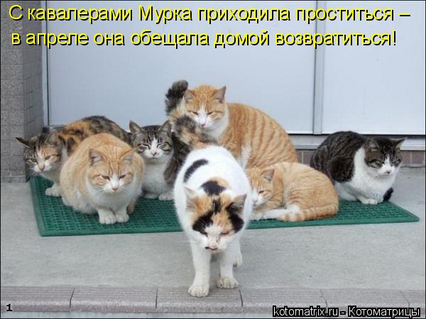 Котоматрица: С кавалерами Мурка приходила проститься – в апреле она обещала домой возвратиться!
