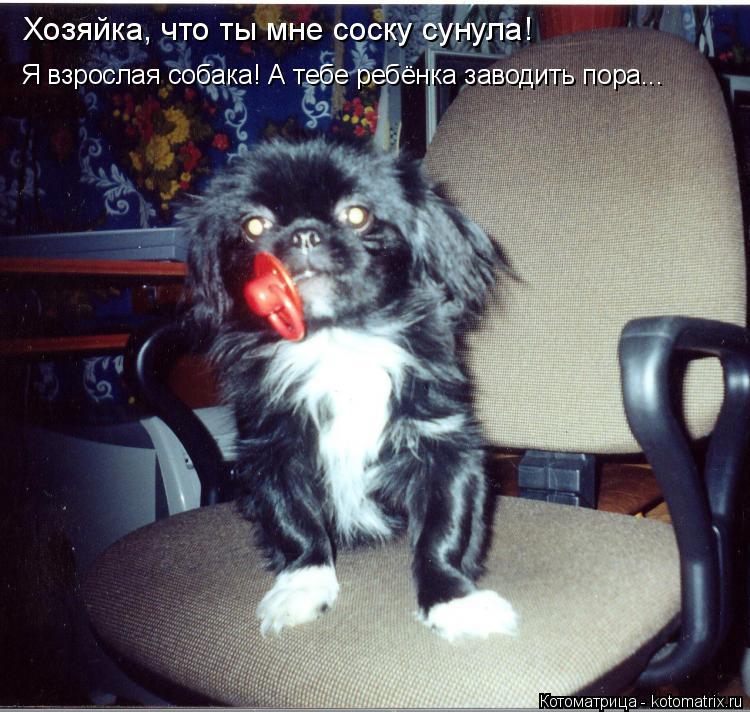 Котоматрица: Хозяйка, что ты мне соску сунула! Я взрослая собака! А тебе ребёнка заводить пора...