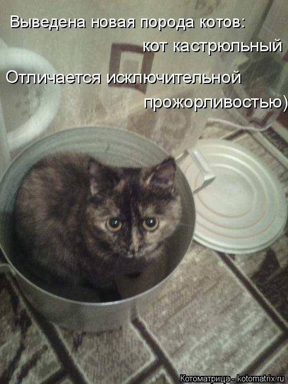 Котоматрица: Выведена новая порода котов: кот кастрюльный Отличается исключительной прожорливостью )