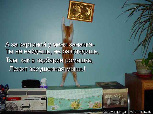 Котоматрица: А за картиной у меня заначка- Ты не найдешь, не разглядишь, Там, как в гербарии ромашка, Лежит засушенная мышь!