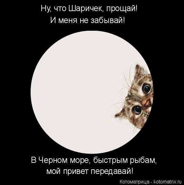 Котоматрица: Ну, что Шаричек, прощай! В Черном море, быстрым рыбам, мой привет передавай! И меня не забывай!
