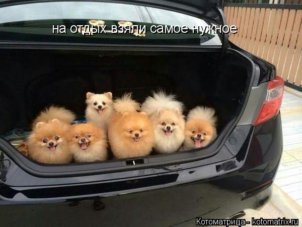 Котоматрица: на отдых взяли самое нужное
