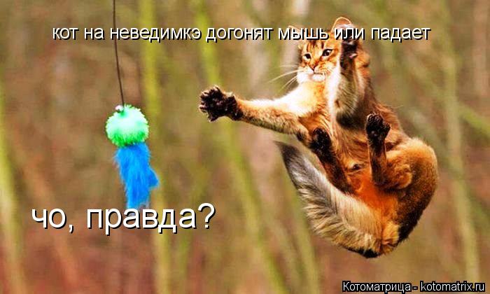 Котоматрица: кот на неведимкэ догонят мышь или падает чо, правда?