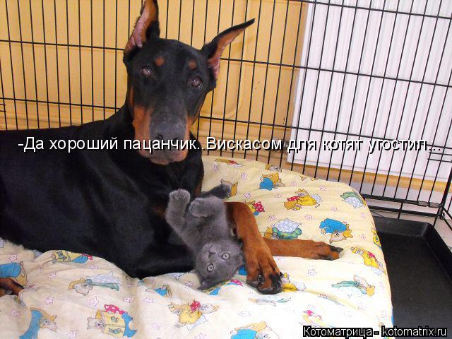 Котоматрица: -Да хороший пацанчик..Вискасом для котят угостил...