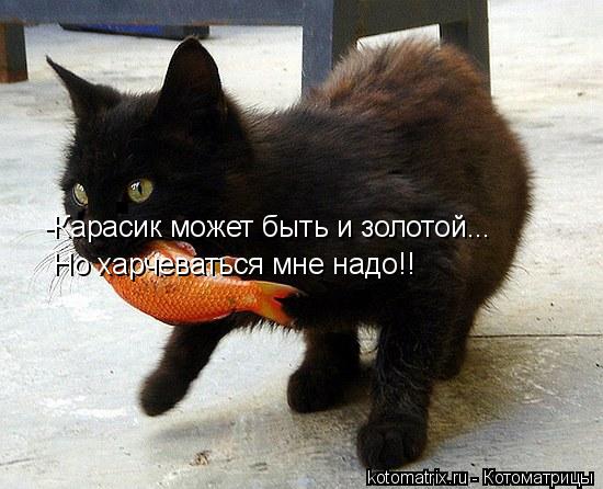 Котоматрица: -Карасик может быть и золотой... Но харчеваться мне надо!!