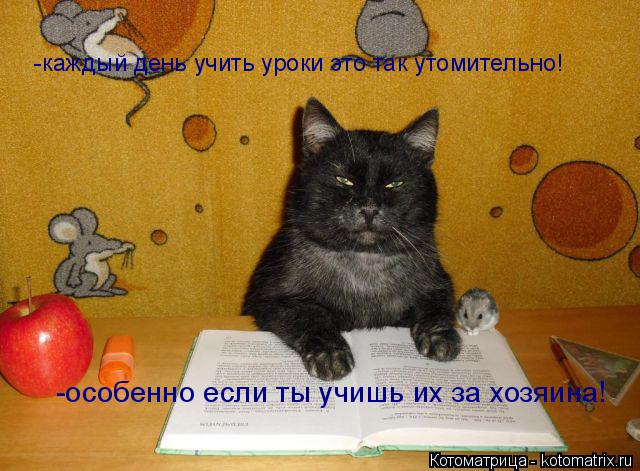 Котоматрица: -каждый день учить уроки это так утомительно! -особенно если ты учишь их за хозяина!