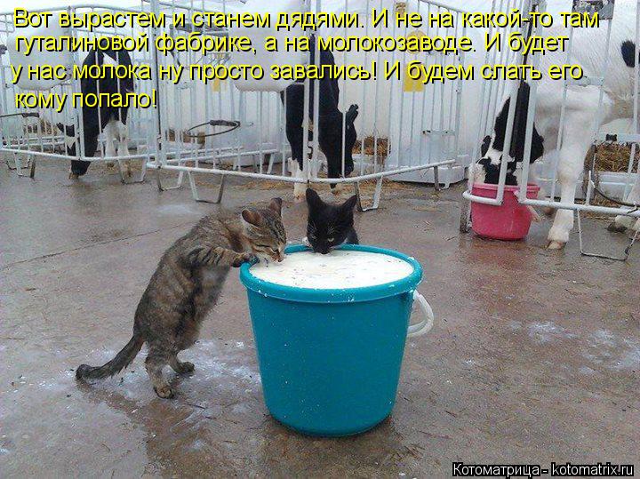 Котоматрица: Вот вырастем и станем дядями. И не на какой-то там гуталиновой фабрике, а на молокозаводе. И будет у нас молока ну просто завались! И будем сл