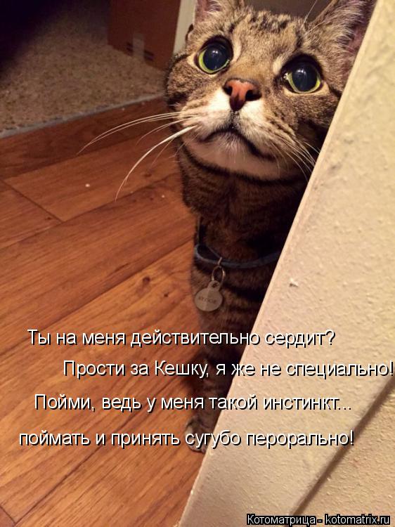 Котоматрица: Ты на меня действительно сердит? Прости за Кешку, я же не специально! Пойми, ведь у меня такой инстинкт... поймать и принять сугубо перорально