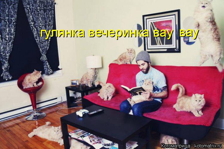 Котоматрица: гулянка вечеринка вау вау