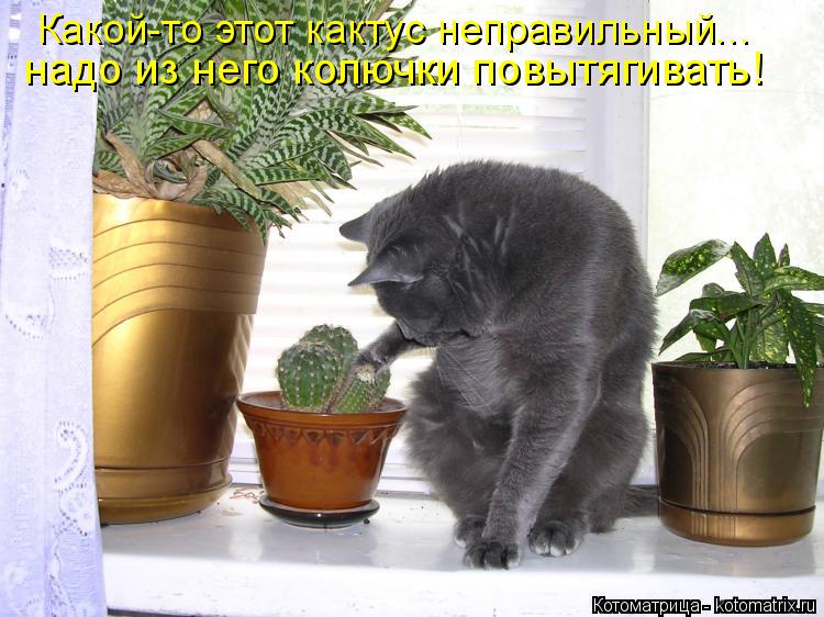 Котоматрица: Какой-то этот кактус неправильный... надо из него колючки повытягивать!
