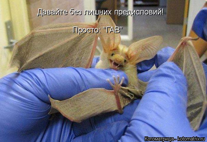 Котоматрица: Давайте без лишних предисловий! Просто: "ГАВ"