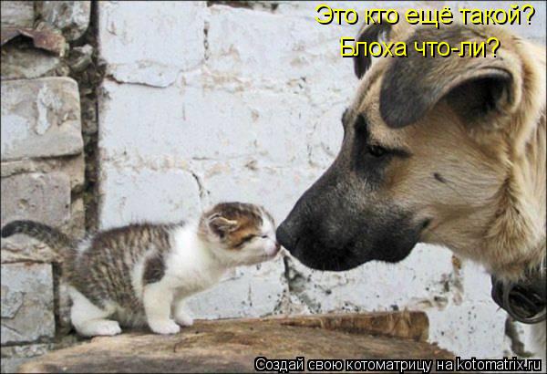 Котоматрица: Это кто ещё такой? Блоха что-ли?