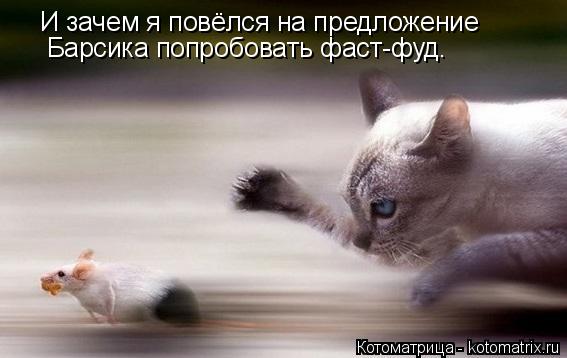 Котоматрица: И зачем я повёлся на предложение  Барсика попробовать фаст-фуд.
