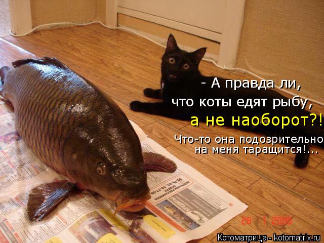 Котоматрица: - А правда ли,  что коты едят рыбу, а не наоборот?!  Что-то она подозрительно на меня таращится!...