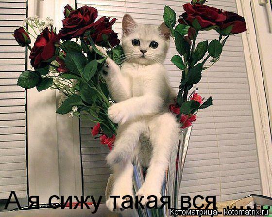 Котоматрица: А я сижу такая вся .......