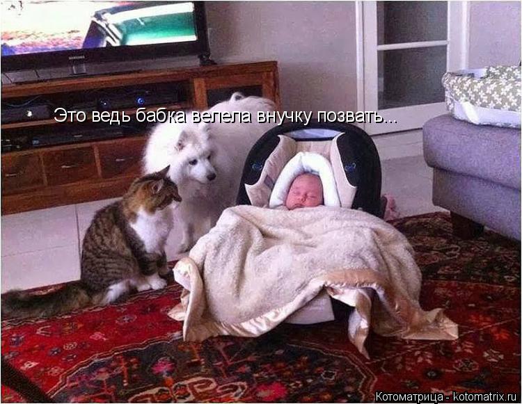 Котоматрица: Это ведь бабка велела внучку позвать...