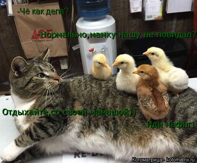 Котоматрица: -Чё как дела? -Нормально,мамку нашу не повидал? Отдыхайте,со своей мамашой)) Отдыхайте,со своей мамашой)) Иди нафиг!