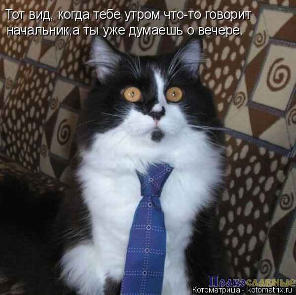 Котоматрица: Тот вид, когда тебе утром что-то говорит начальник,а ты уже думаешь о вечере.