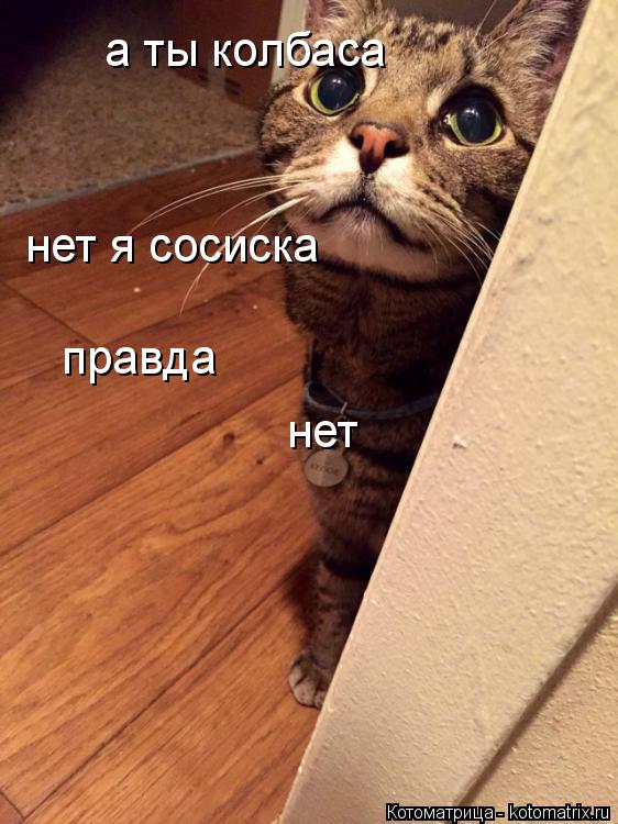 Котоматрица: а ты колбаса нет я сосиска правда нет уже позно