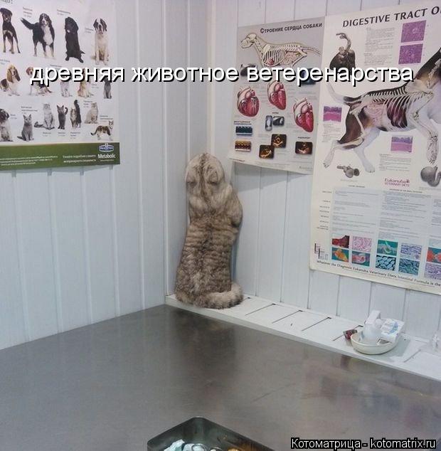 Котоматрица: древняя животное ветеренарства