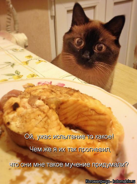 Котоматрица: Ой, ужас испытание то какое! Чем же я их так прогневил, что они мне такое мучение придумали?