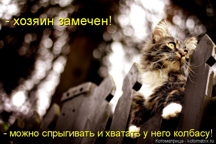 Котоматрица: - хозяин замечен! - можно спрыгивать и хватать у него колбасу!