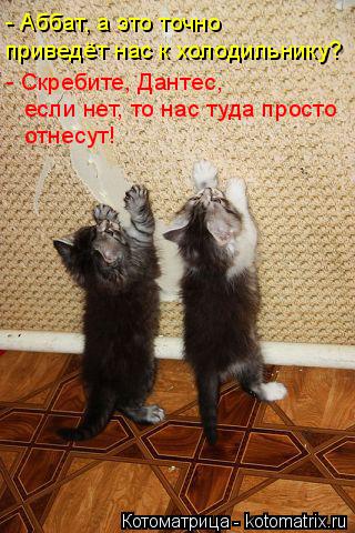Котоматрица: приведёт нас к холодильнику? - Аббат, а это точно  - Скребите, Дантес, если нет, то нас туда просто отнесут!