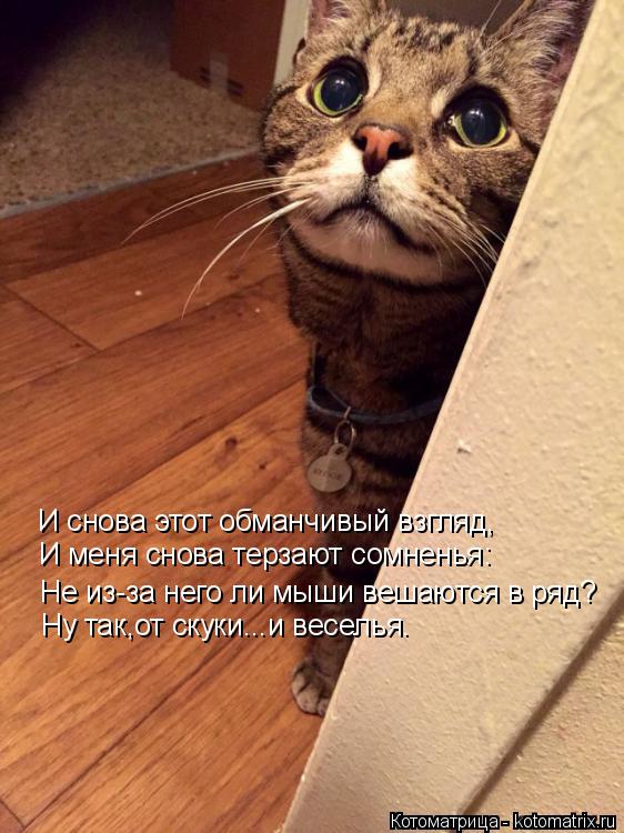 Котоматрица: И снова этот обманчивый взгляд, И меня снова терзают сомненья: Не из-за него ли мыши вешаются в ряд? Ну так,от скуки...и веселья.
