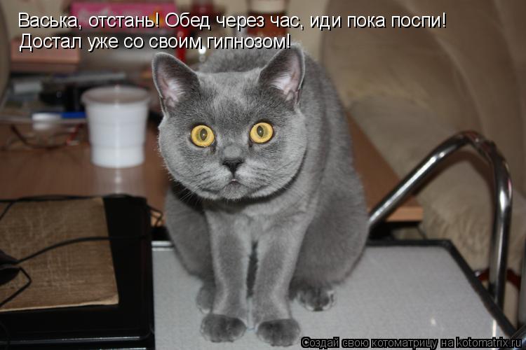 Котоматрица: Васька, отстань! Обед через час, иди пока поспи!  Достал уже со своим гипнозом!