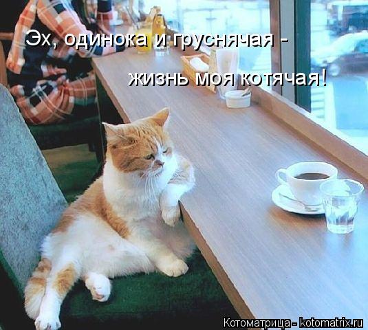 Котоматрица: Эх, одинока и груснячая -  жизнь моя котячая!