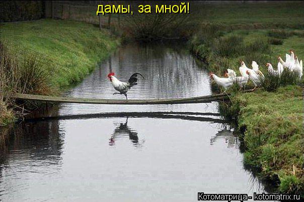 Котоматрица: дамы, за мной!