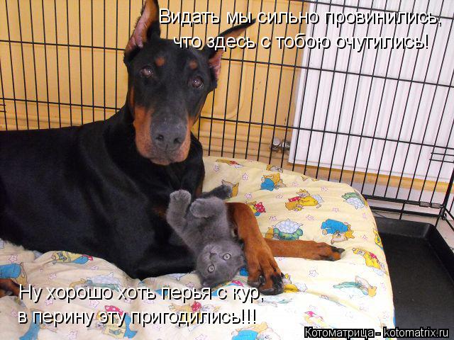Котоматрица: Видать мы сильно провинились, что здесь с тобою очутились! Ну хорошо хоть перья с кур, в перину эту пригодились!!!