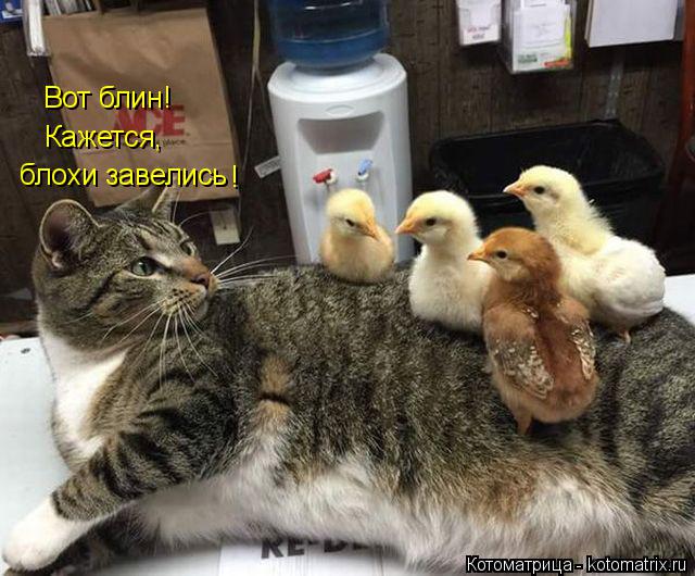 Котоматрица: Вот блин! Кажется, блохи завелись !