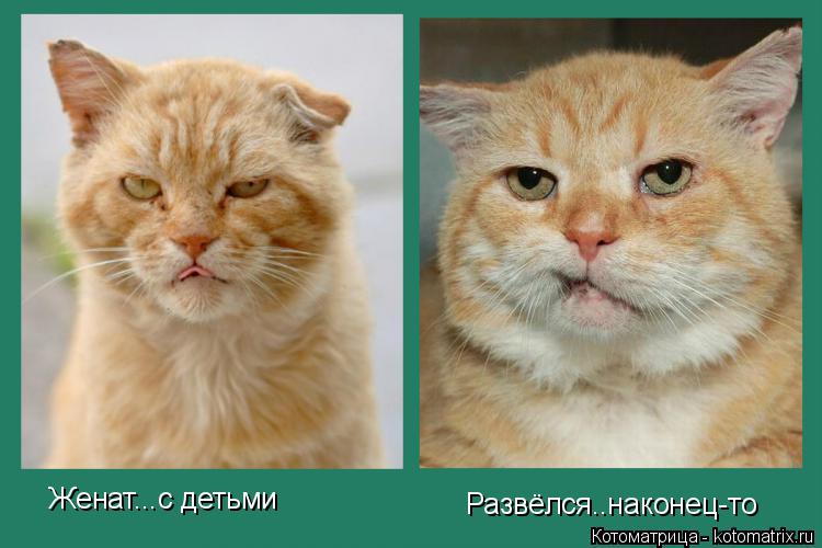 Котоматрица: Женат...с детьми Развёлся..наконец-то