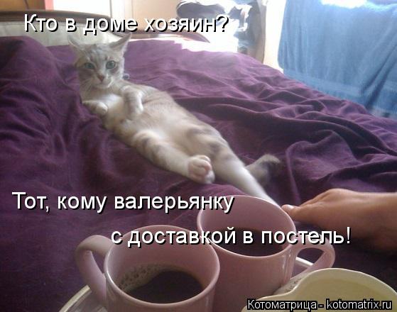 Котоматрица: Кто в доме хозяин? Тот, кому валерьянку  с доставкой в постель!