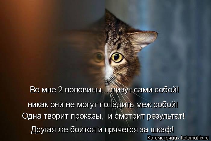 Котоматрица: никак они не могут поладить меж собой! Одна творит проказы,  и смотрит результат! Другая же боится и прячется за шкаф! Во мне 2 половины....живу
