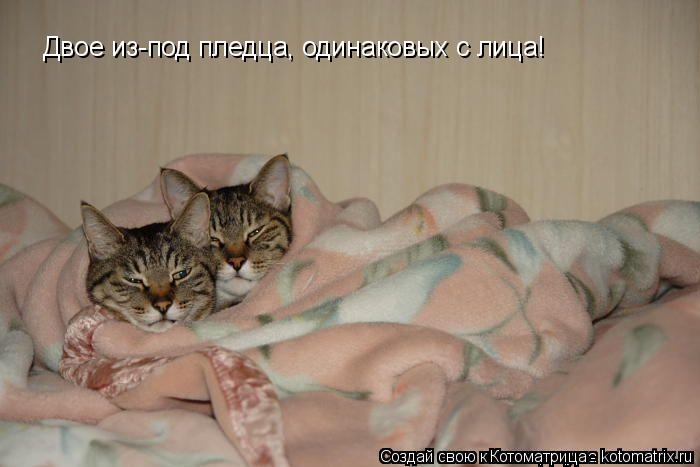 Котоматрица: Двое из-под пледца, одинаковых с лица!